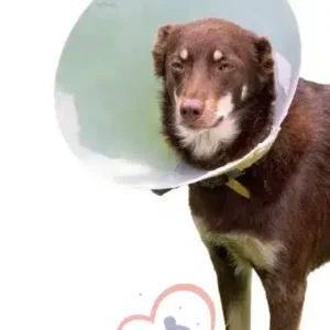 medical collar for pets, cats or dogs